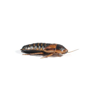 Dubia Roach